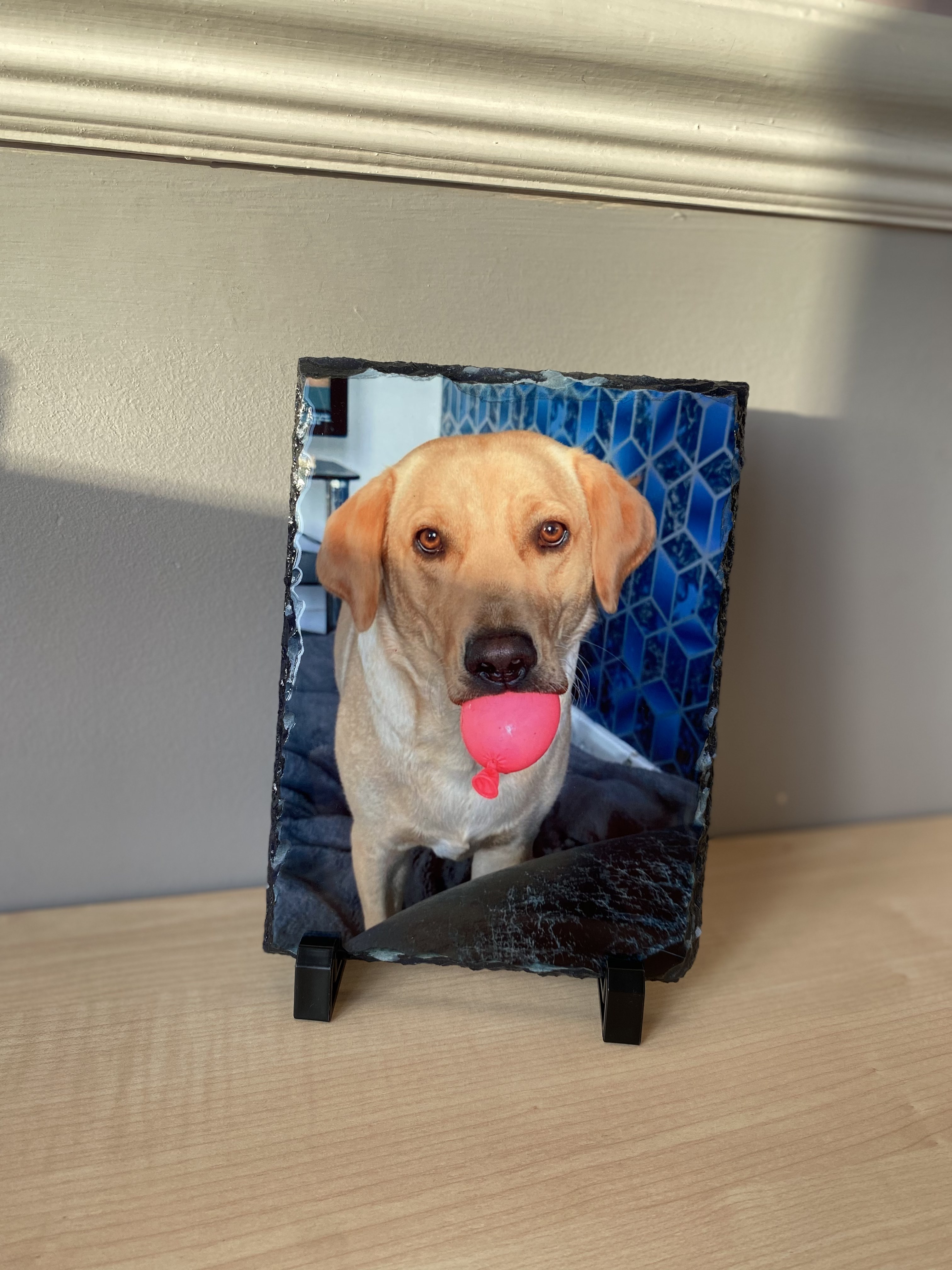 Slate photo of a yellow labrador holding a pink ball