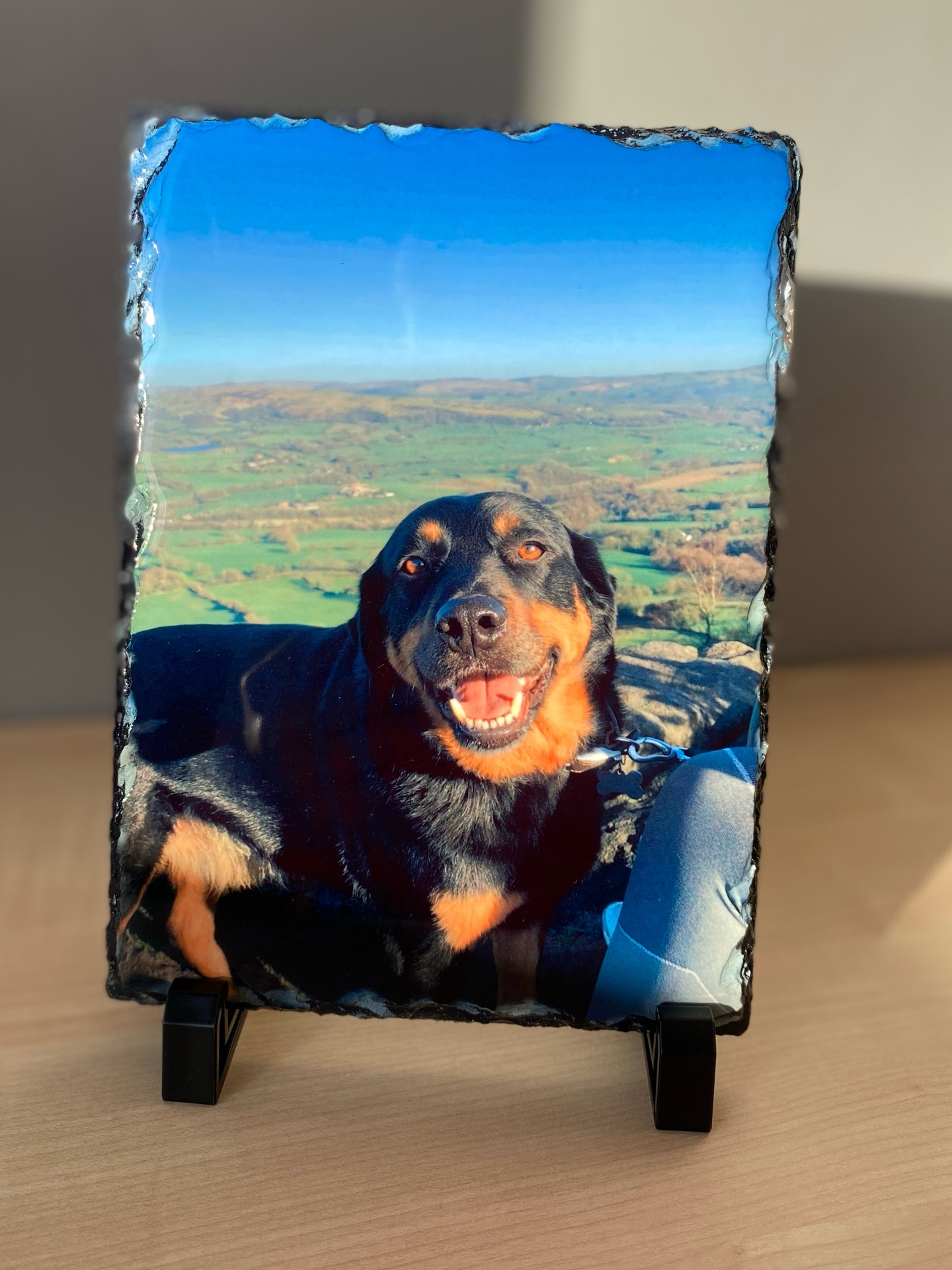 Slate photo of a rottweiler on a hilltop overlooking green countryside